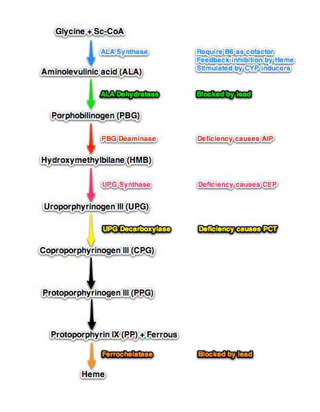 for free word chart flow Heme synthesis